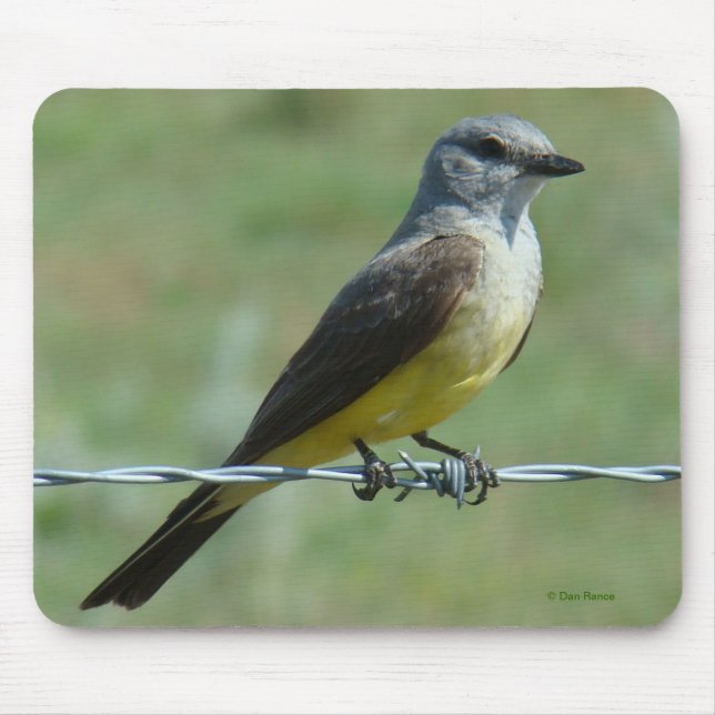 B31 Western Kingbird Mouse Mat (Front)