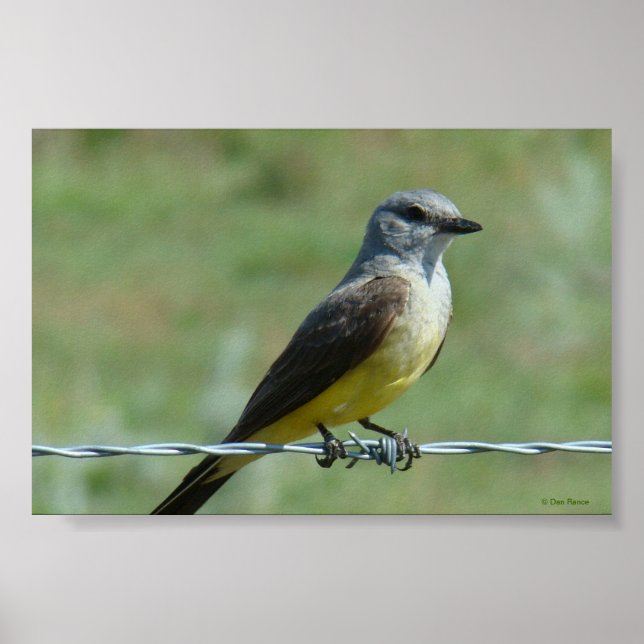 B31 Western Kingbird Poster (Front)