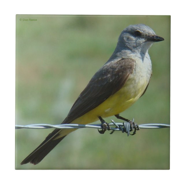 B31 Western Kingbird Tile (Front)