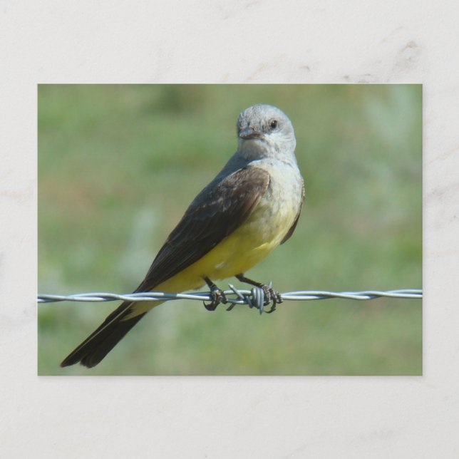 B32 Western Kingbird Postcard (Front)