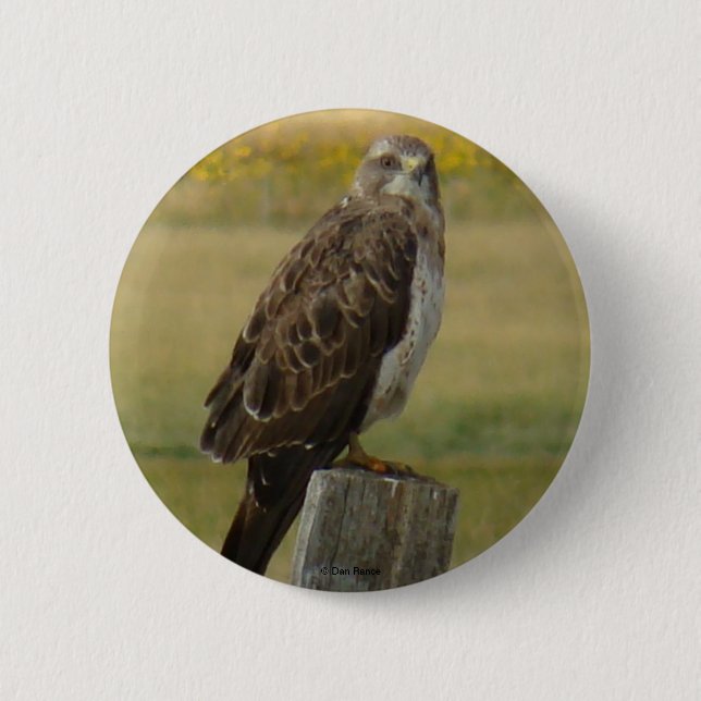 B33 Swainson's Hawk 6 Cm Round Badge (Front)