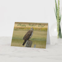 B33 Swainson's Hawk