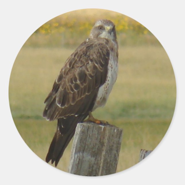 B33 Swainson's Hawk Classic Round Sticker (Front)