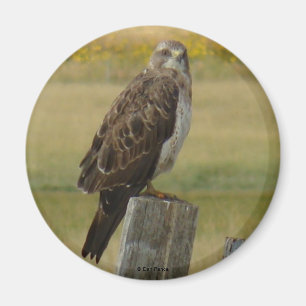 B33 Swainson's Hawk Magnet