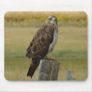 B33 Swainson's Hawk Mouse Mat