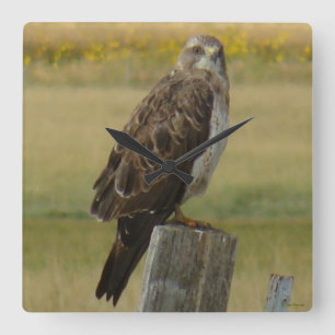 B33 Swainson's Hawk Square Wall Clock