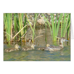 B34 Mother Duck and Ducklings