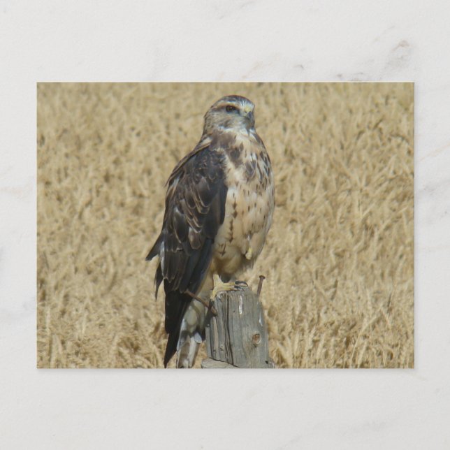 B35 Ferruginous Hawk Postcard (Front)