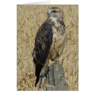 B36 Ferruginous Hawk
