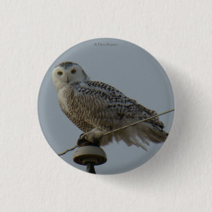 B38 Snowy Owl 3 Cm Round Badge