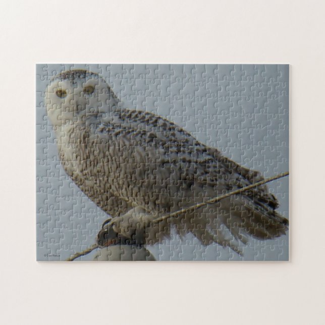 B38 Snowy Owl Jigsaw Puzzle (Horizontal)