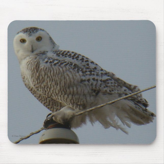 B38 Snowy Owl Mouse Mat (Front)
