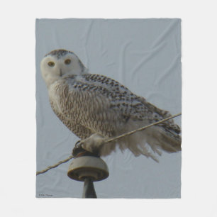 B38 Snowy Owl on Insulator Fleece Blanket