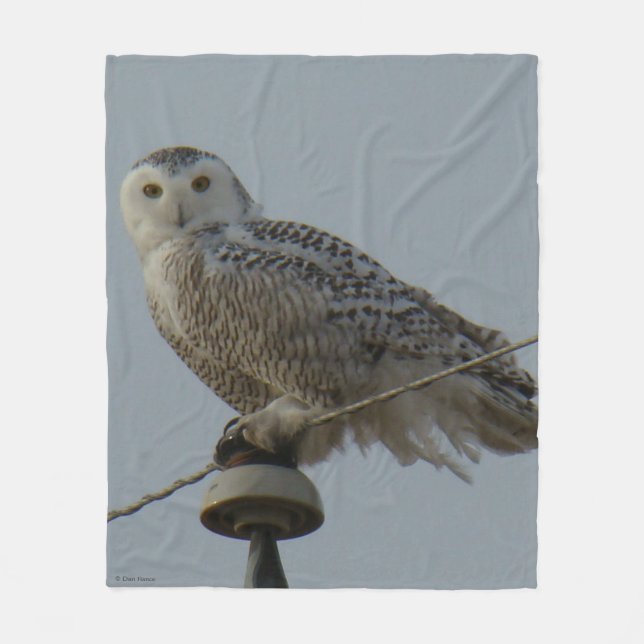 B38 Snowy Owl on Insulator Fleece Blanket (Front)