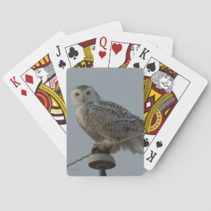B38 Snowy Owl Playing Cards