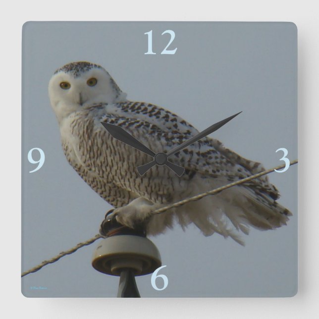 B38 Snowy Owl Square Wall Clock (Front)