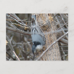 B39 Red-breasted Nuthatch Postcard