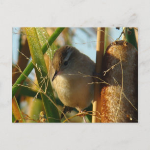 B3 Marsh Wren Postcard