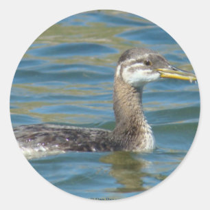 B40 Juvenile Red-necked Grebe Classic Round Sticker