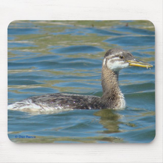 B40 Juvenile Red-necked Grebe Mouse Mat (Front)