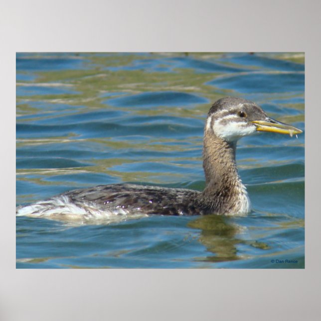 B40 Juvenile Red-necked Grebe Poster (Front)