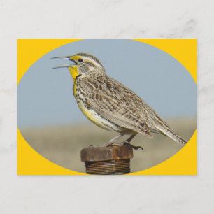 B42 Western Meadowlark Postcard