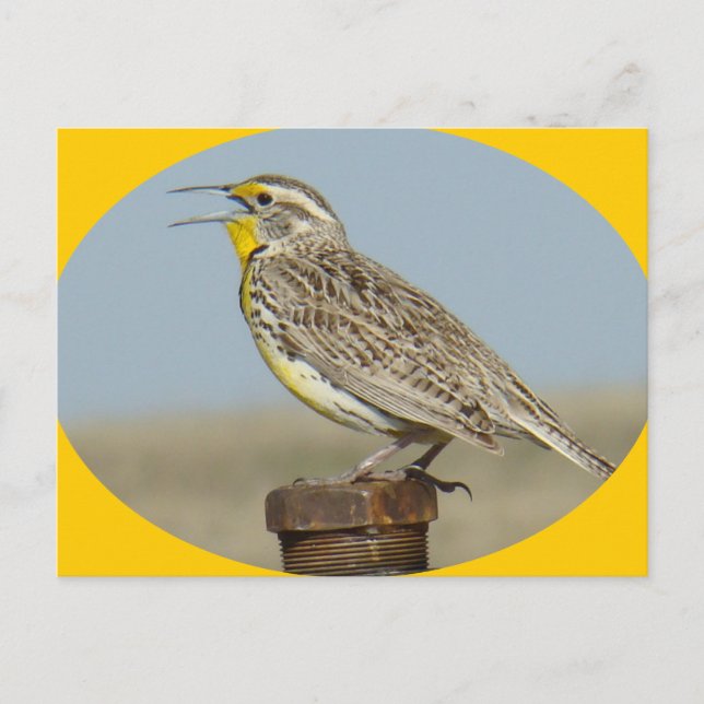 B42 Western Meadowlark Postcard (Front)