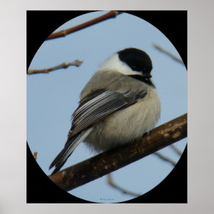 B43 Black Capped Chickadee Poster