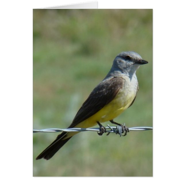 B44 Western Kingbird (Front)