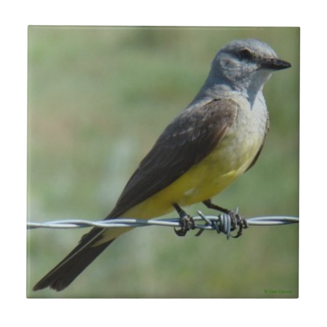 B44 Western Kingbird Tile (Front)