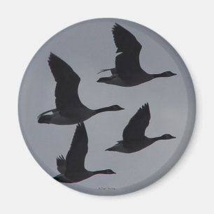 B46 Canadian Geese in Flight Magnet