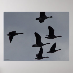 B46 Canadian Geese in Flight Poster