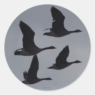 B46 Canadian Geese in Flight Silhouette Classic Round Sticker
