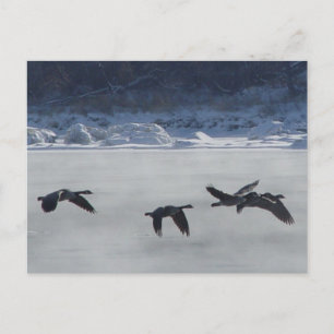 B48 Canadian Geese Over Frozen River Postcard
