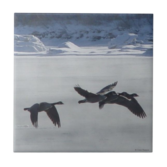 B48 Canadian Geese Over Frozen River Tile (Front)