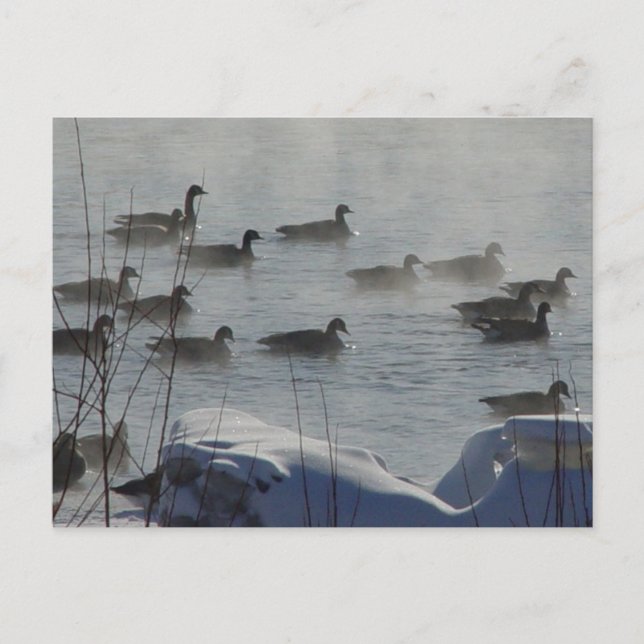 B49 Canadian Geese on Frozen River Postcard (Front)