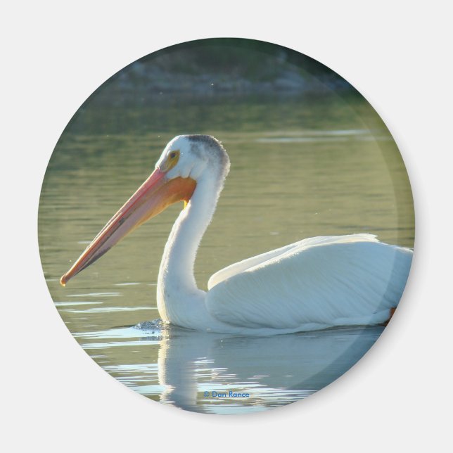 B4 White Pelican Magnet (Front)