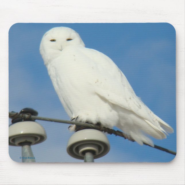 B50 Snowy Owl Mouse Mat (Front)