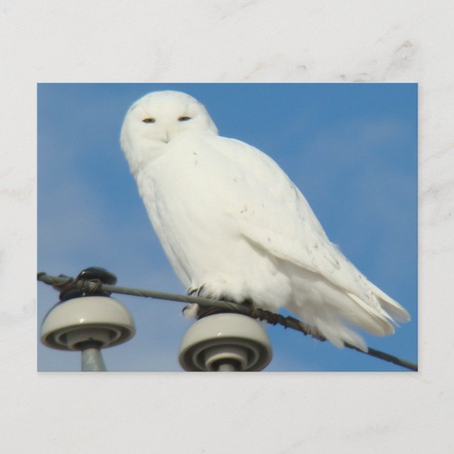 B50 Snowy Owl Postcard (Front)