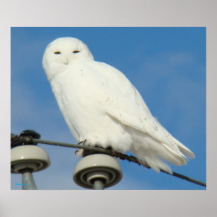 B50 Snowy Owl Poster