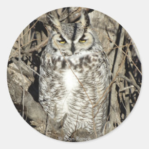 B51 Great Horned Owl Classic Round Sticker