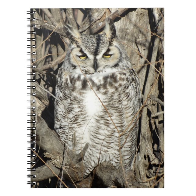 B51 Great Horned Owl Notebook (Front)