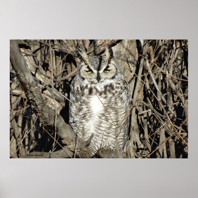 B51 Great Horned Owl Poster (Front)