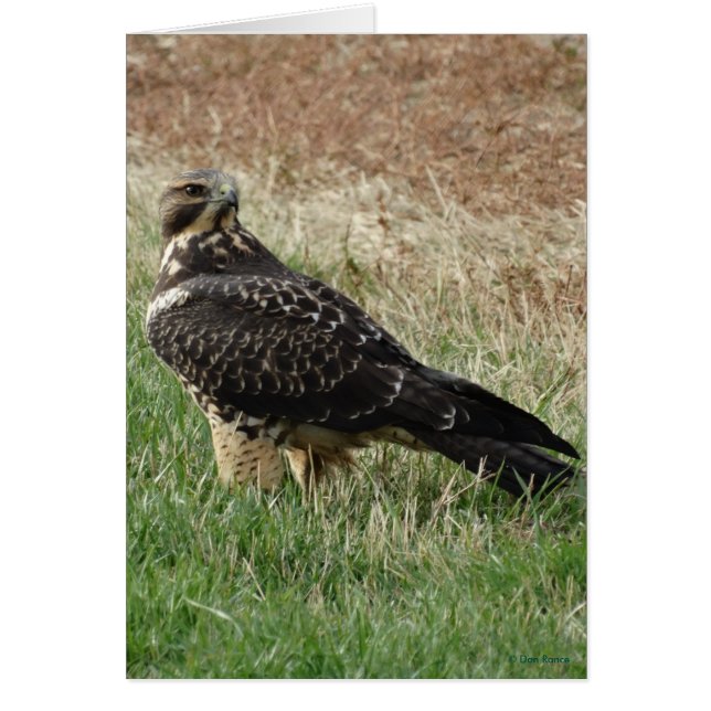 B52 Swainson's Hawk (Front)
