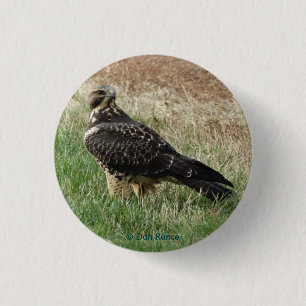 B52 Swainson's Hawk 3 Cm Round Badge