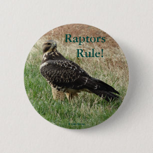 B52 Swainson's Hawk 6 Cm Round Badge