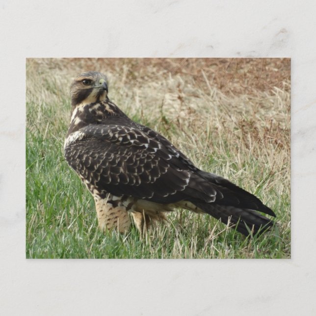 B52 Swainson's Hawk Postcard (Front)