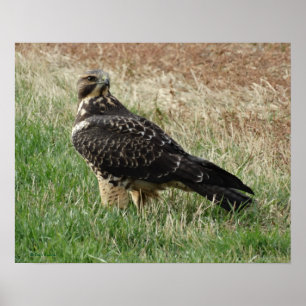 B52 Swainson's Hawk Poster