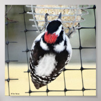 B53 Downy Woodpecker