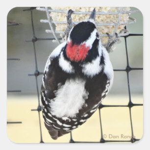 B53 Downy Woodpecker Square Sticker